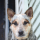 House_Dingo